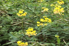 Crotalaria agatiflora